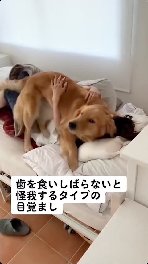 身体をすりすりする犬