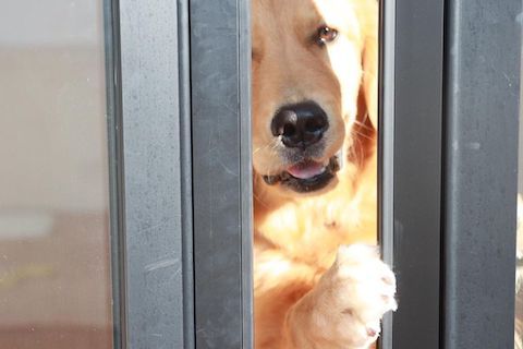 隙間からのぞく犬