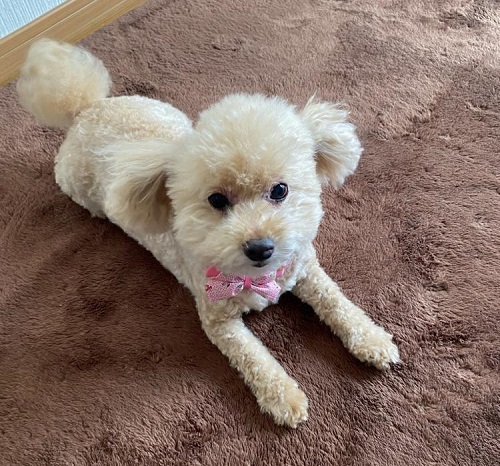 ペット手帳　ベストショット