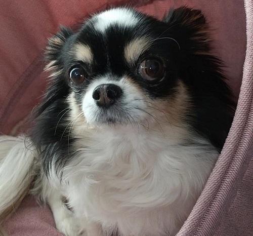 ペット手帳　ベストショット