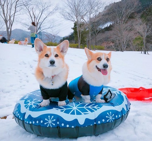 ペット手帳　ベストショット