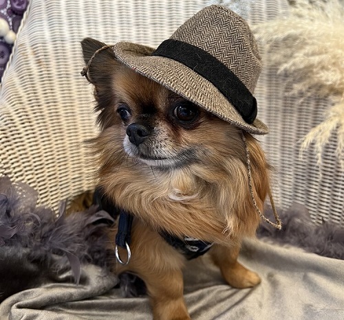 ペット手帳　ベストショット