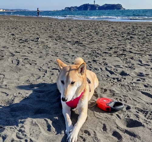 ペット手帳　ベストショット