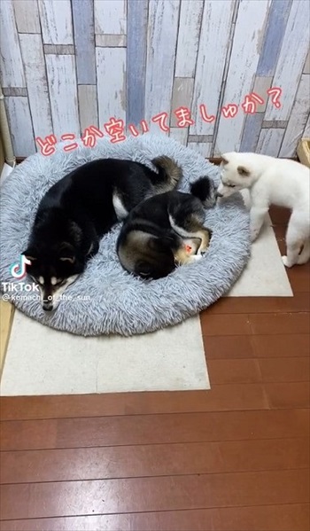 白柴のとろろちゃん