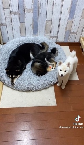 カメラを見る子犬