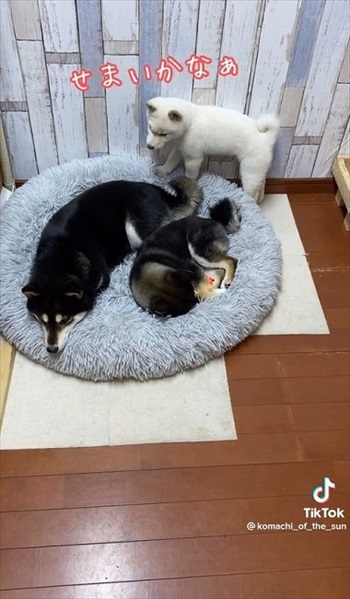 ウロウロする子犬