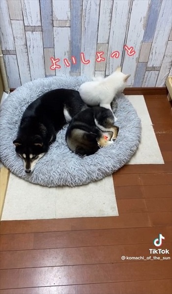 お尻を入れる犬