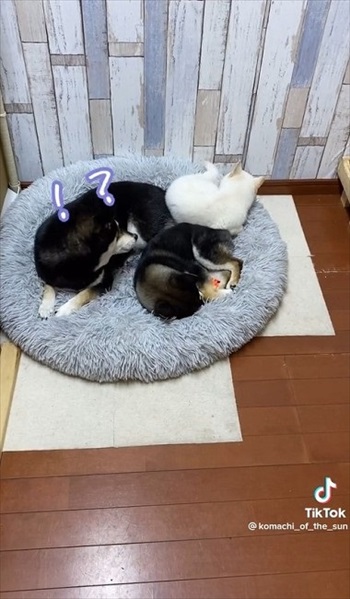 ビックリする子犬