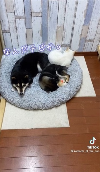 確認する犬