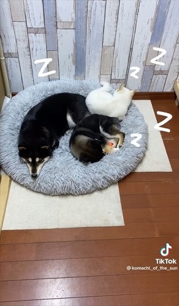 一緒に寝るワンコたち