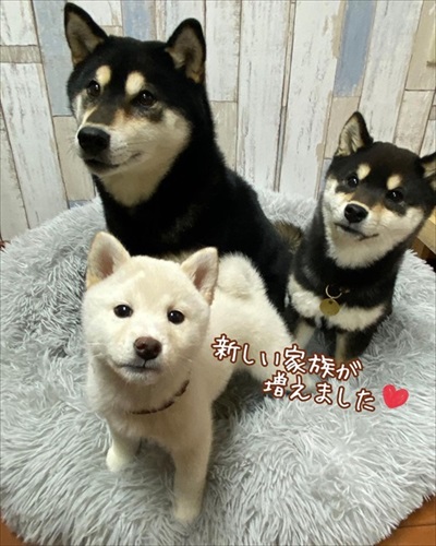 迎えたころのとろろちゃん