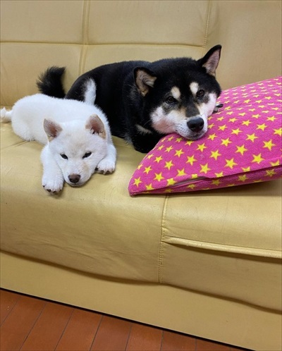 とろろちゃんとこまちちゃん