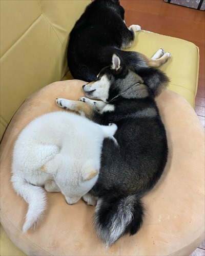 くっついて寝る犬たち