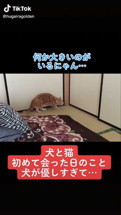 犬が気になる猫