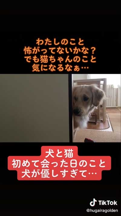 猫を見つめる犬