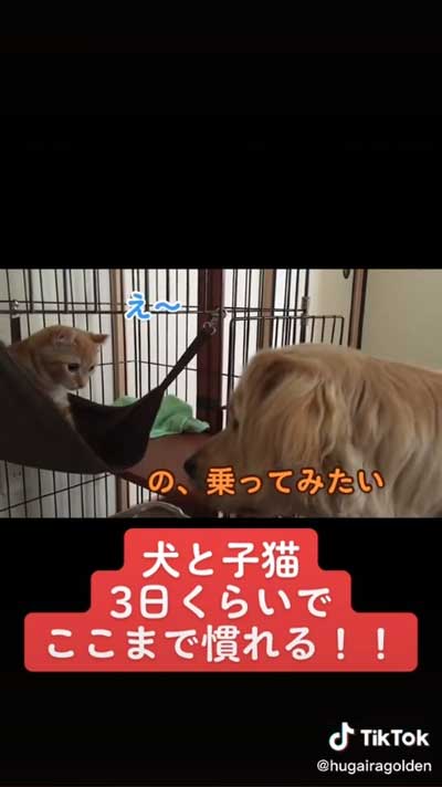 顔を近づける猫と犬