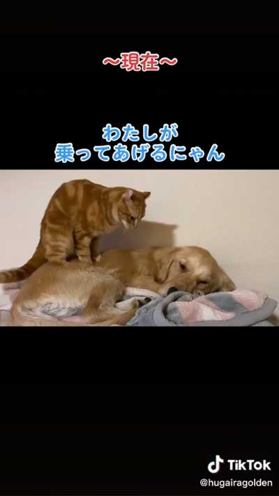 犬をマッサージする猫