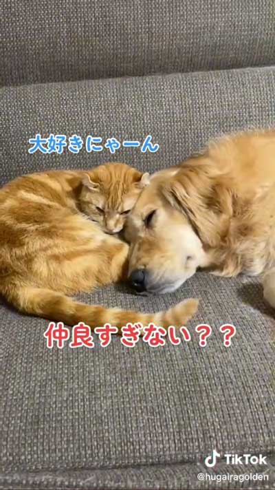 添い寝する犬猫