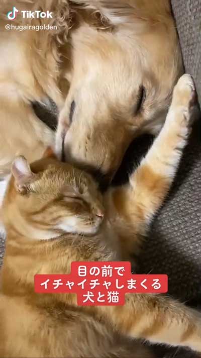 犬と猫