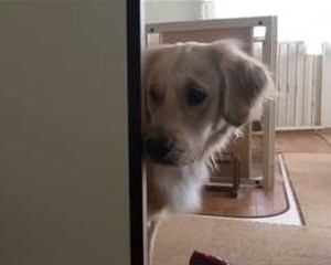 猫を見つめる犬アップ