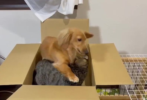 ねこちゃん大好きボンちゃん