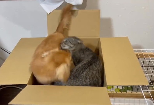 ねこちゃん大好きボンちゃん