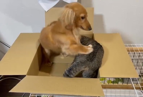 ねこちゃん大好きボンちゃん