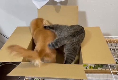 ねこちゃん大好きボンちゃん