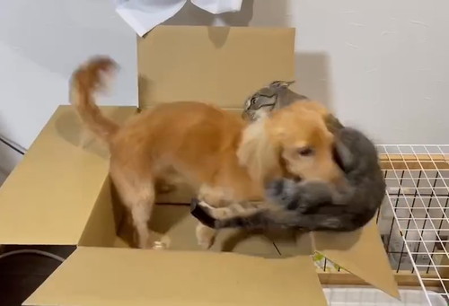 ねこちゃん大好きボンちゃん