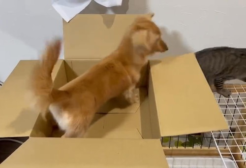 ねこちゃん大好きボンちゃん