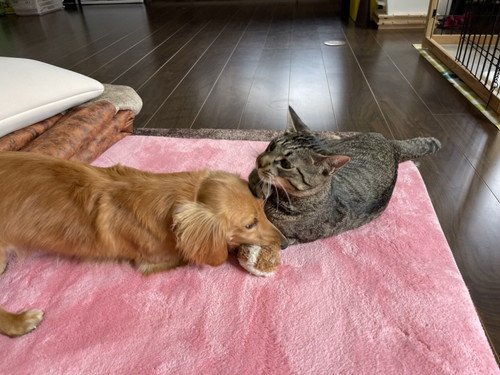 ねこちゃん大好きボンちゃん