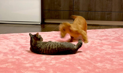 ねこちゃん大好きボンちゃん