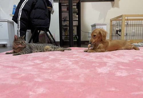 ねこちゃん大好きボンちゃん