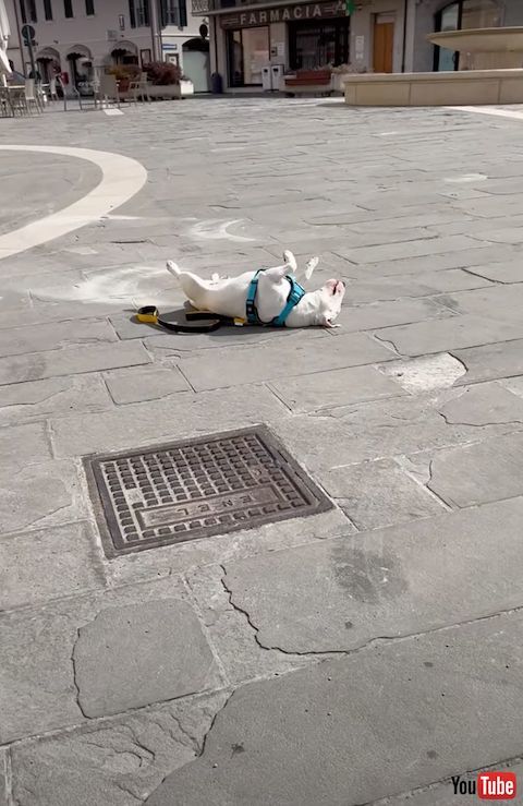 散歩中に昼寝する犬