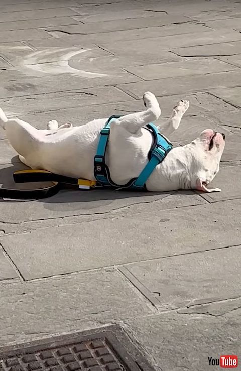 散歩中に昼寝する犬を拡大