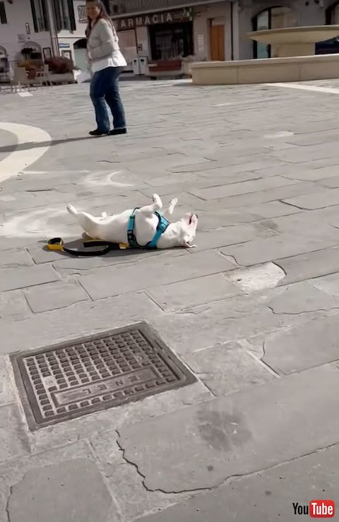 通行人に見られる昼寝した犬