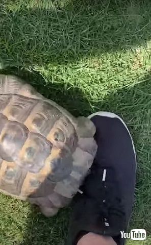 リクガメの頭突き