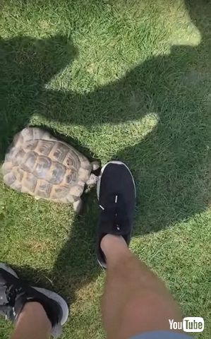 頭突きのために近寄るリクガメ