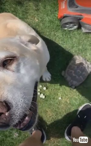 近寄るリクガメ