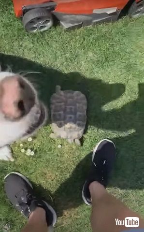 ワンコに見られるリクガメ