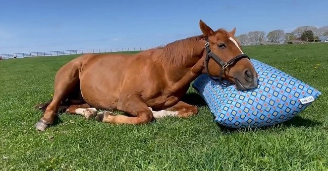 人をダメにするソファは馬もダメにした……？ 北海道の牧場で