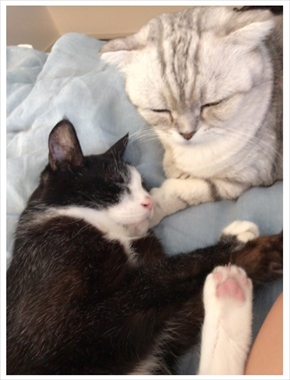 川崎希とアレクサンダーの愛猫、さかもととライチ