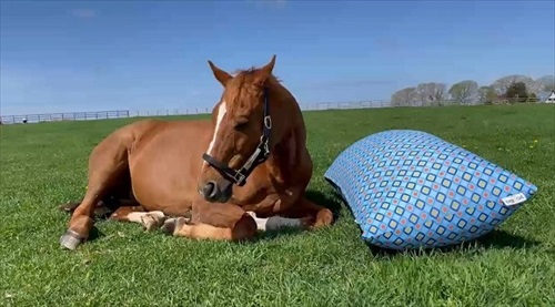 ヨギボーマックス　ヨギボー限定品　馬モチーフ　馬グッズ 公式】with Yogibo｜WE ARE Yogibo USERS | Yogibo公式