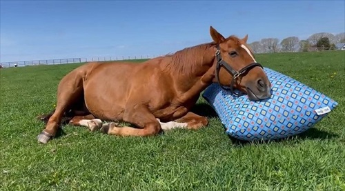 ヨギボーマックス　ヨギボー限定品　馬モチーフ　馬グッズ 馬もダメになる！】ヨギボーCMに名馬登場「アドマイヤジャパン篇