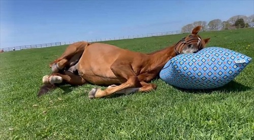 馬もだめにするYogibo