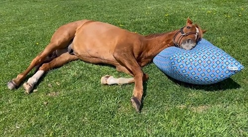 馬もだめにするYogibo