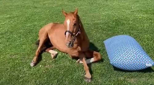 馬もだめにするYogibo