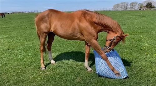 馬もだめにするYogibo