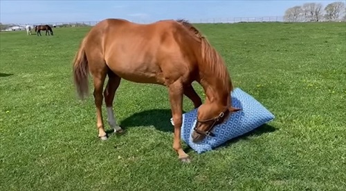 馬もだめにするYogibo