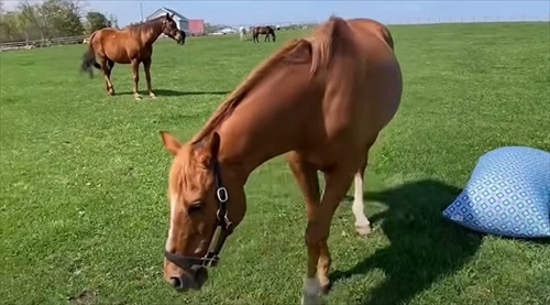 馬もだめにするYogibo